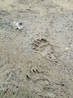 image-1804898393.webp