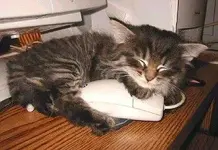 securedownload.jpg 14.webp securedownload.jpg 14.webp