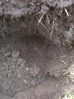 image-4291808073.webp
