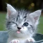 533626_344418185648713_1275075140_n.webp