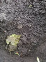 image-1537133233.webp