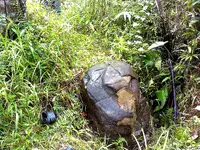 Image0663-rjrgrapher.webp