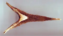 Bone frag 1.webp