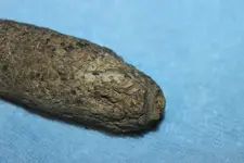 Fossil 2.webp