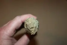 Fossil 4.webp