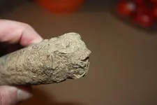 Fossil 5.webp
