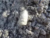 Metal Detecting 2013 098.webp