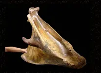 Forked Bone Wooly.webp