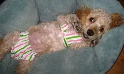POODLE BIKINI.webp