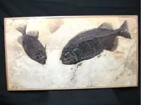 Fish fossil.webp