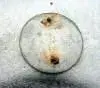 US Rosette_small.webp