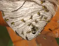 paper_wasp_nest.webp