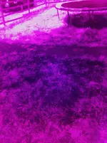 ir pics 10 sep 2012 002.webp
