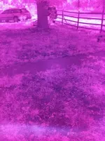 ir pics 10 sep 2012 003.webp