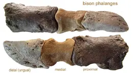 bison_phalanges.webp