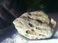 image-145178107.webp