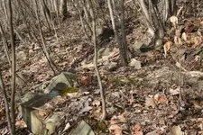backyard strange hit area 2.webp