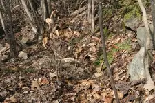backyard strange hit area.webp