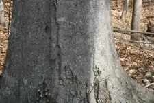 strange hit around tree 2 .webp
