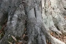 strange hit around tree 3 .webp