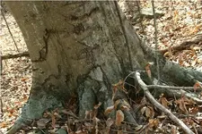 strange hit around tree 4 .webp