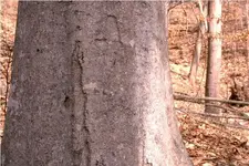 strange hit around tree.webp