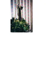 Cleo Trapezist.webp
