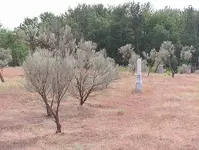 Foster Cemetary 002.webp