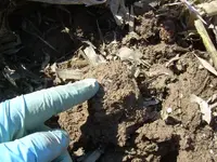 Finds-3-20-07 001.webp