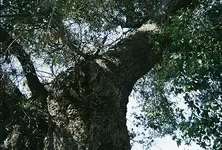tree1.webp