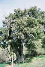 tree.webp