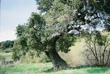 tree2.webp