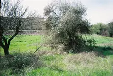 tree4.webp