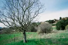 tree5.webp