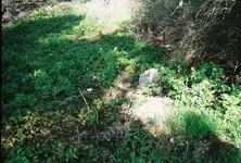 tree6.webp