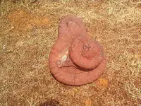 Fossils 002.webp