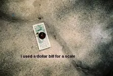 dollar.webp