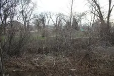 woods1.webp