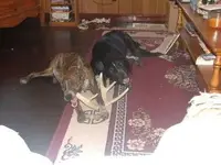 two mutts.webp