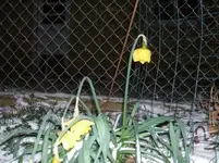 poorbabies 001 (3).webp