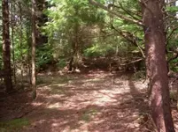 humps1.webp