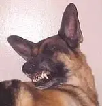 buster_snarl_1-158x164.webp