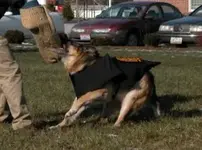 canine-attack-337x251.webp