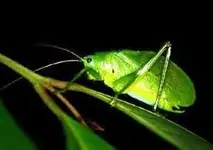 katydid2.webp