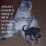 427176_482244921823055_1673364071_n.webp