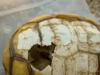 shell.webp