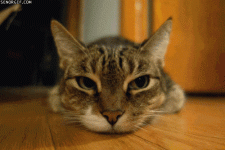 hCA1AC34F.gif
