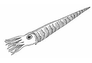 as-ld-orthoceras182.gif