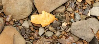 Dickson (1024x456).webp
