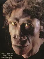 homoerectus.webp